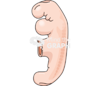 4 weeks human embryo - Edit and Customize Icons of 4 weeks human embryo 4 weeks human embryo Icons, Symbols, Pictures, and Images