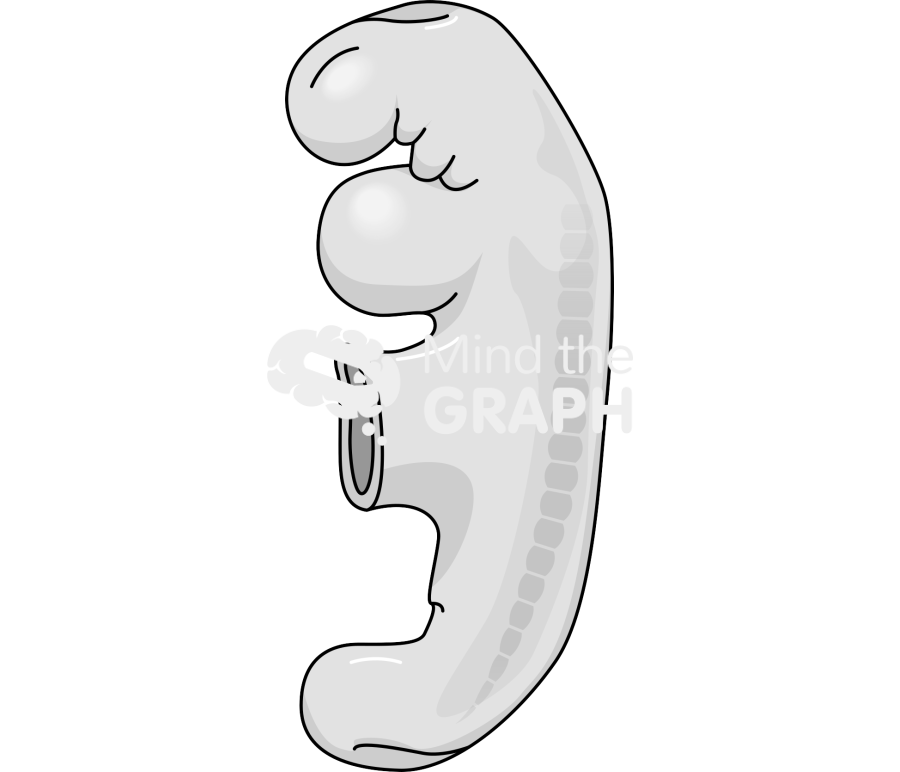 4 weeks human embryo Icons, Symbols, Pictures, and Images