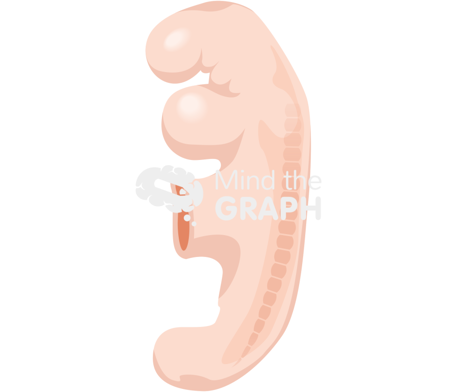 4 weeks human embryo Icons, Symbols, Pictures, and Images