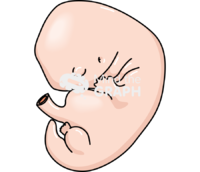 6 weeks human embryo - Edit and Customize Icons of 6 weeks human embryo 6 weeks human embryo Icons, Symbols, Pictures, and Images