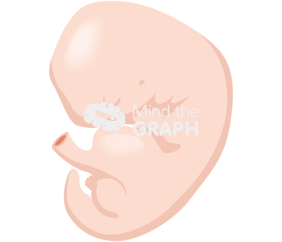 6 weeks human embryo Icons, Symbols, Pictures, and Images