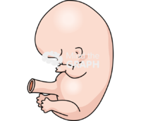7 weeks human embryo - Edit and Customize Icons of 7 weeks human embryo 7 weeks human embryo Icons, Symbols, Pictures, and Images