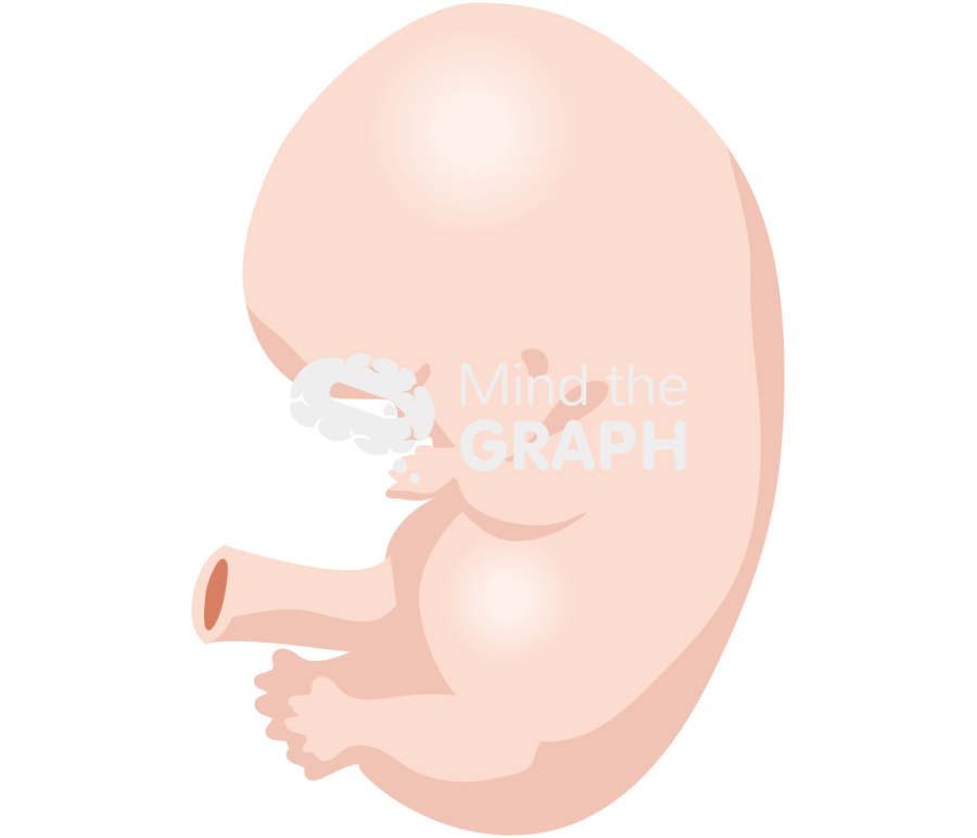 7 weeks human embryo Icons, Symbols, Pictures, and Images