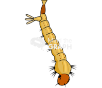 Aedes aegypt larvae - Edit and Customize Icons of Aedes aegypt larvae Aedes aegypt larvae Icons, Symbols, Pictures, and Images