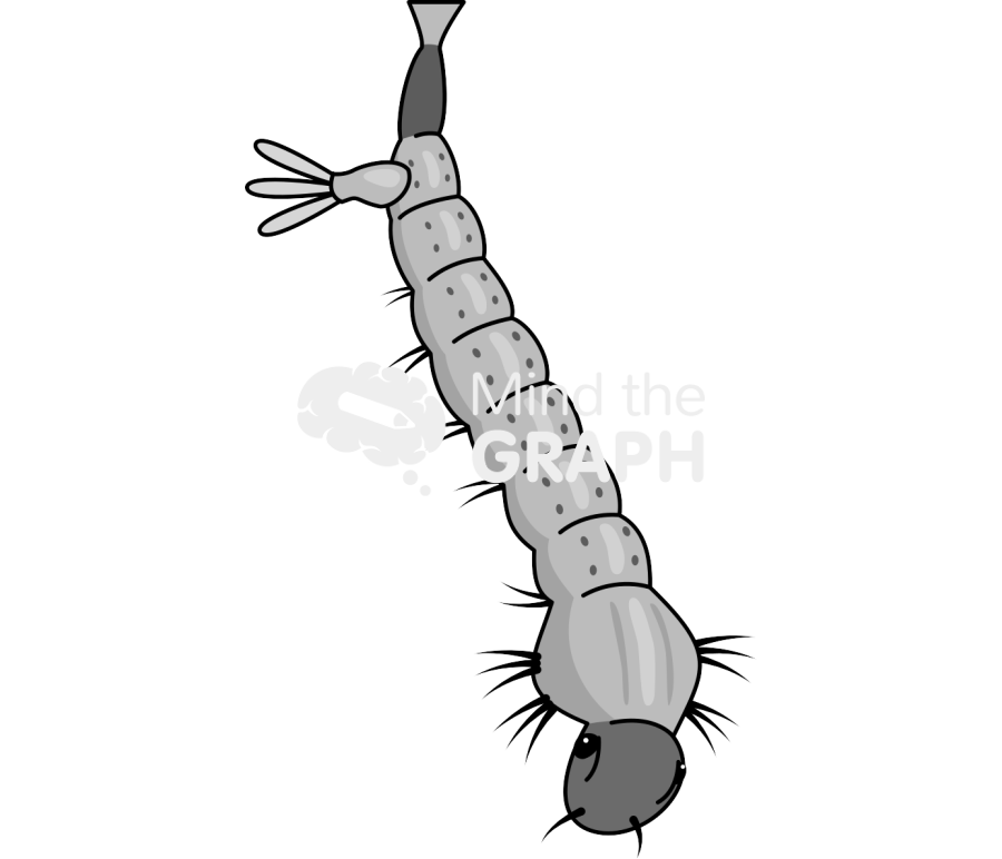 Aedes aegypt larvae Icons, Symbols, Pictures, and Images