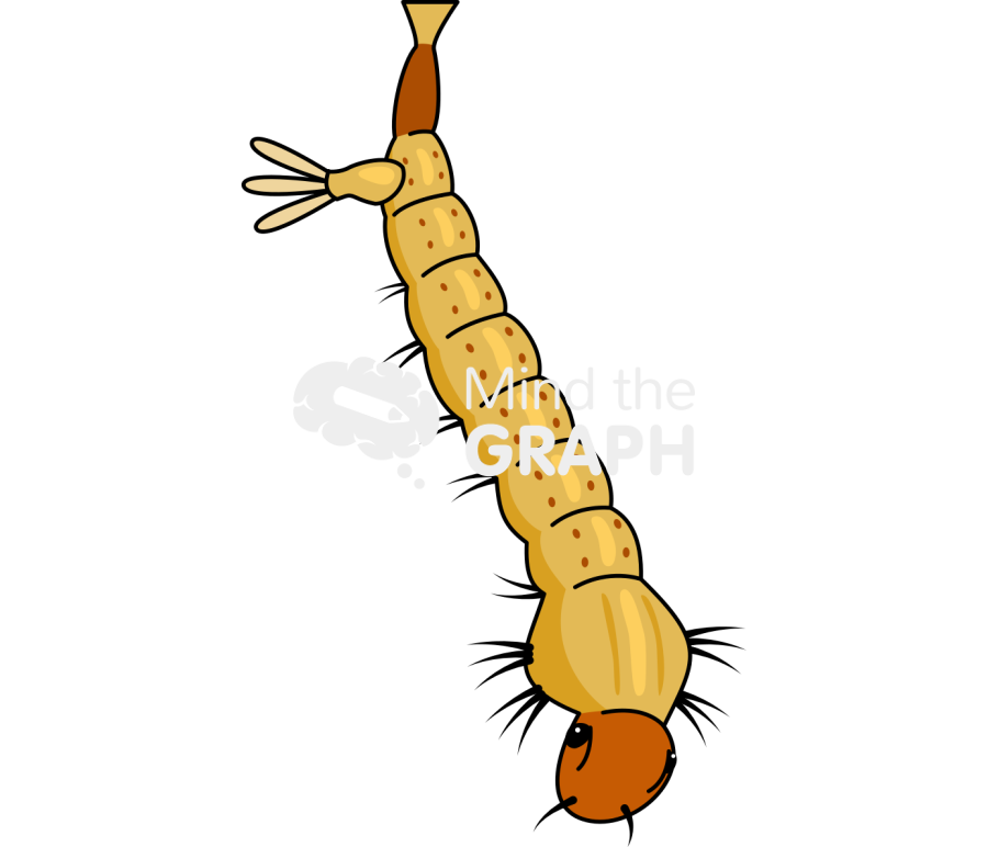 Aedes aegypt larvae Icons, Symbols, Pictures, and Images