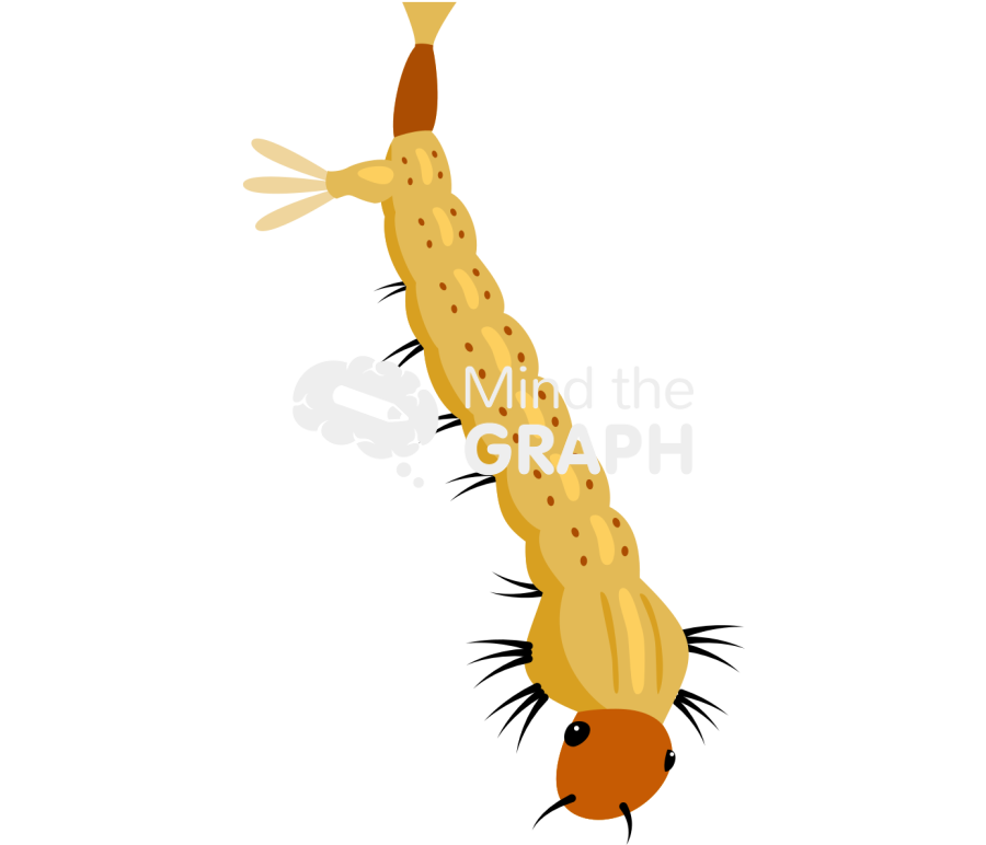 Aedes aegypt larvae Icons, Symbols, Pictures, and Images