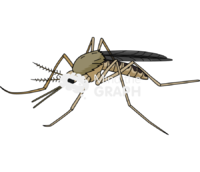 Anopheles - Edit and Customize Icons of Anopheles Anopheles Icons, Symbols, Pictures, and Images