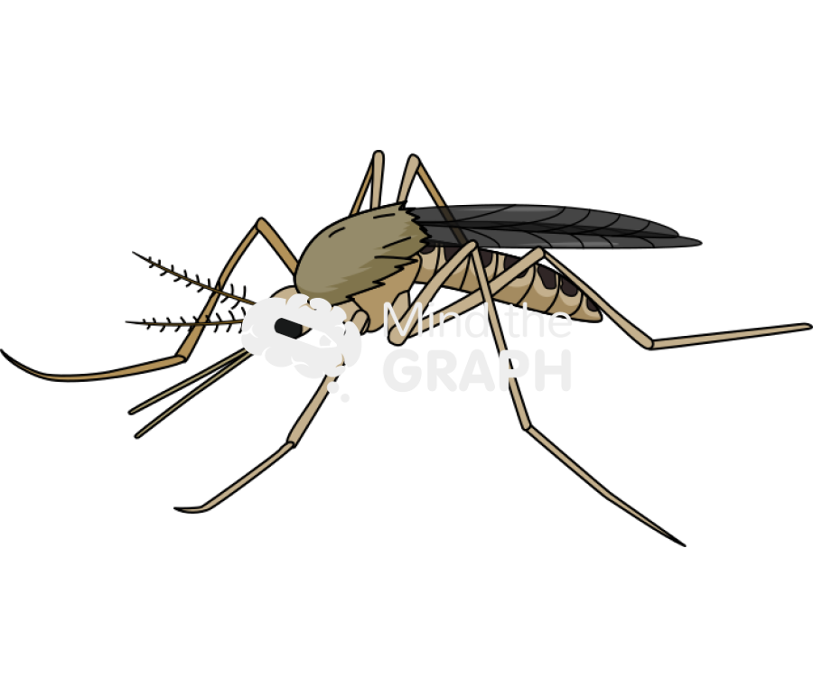 Anopheles Icons, Symbols, Pictures, and Images