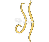 Ascaris adult - Edit and Customize Icons of Ascaris adult Ascaris adult Icons, Symbols, Pictures, and Images