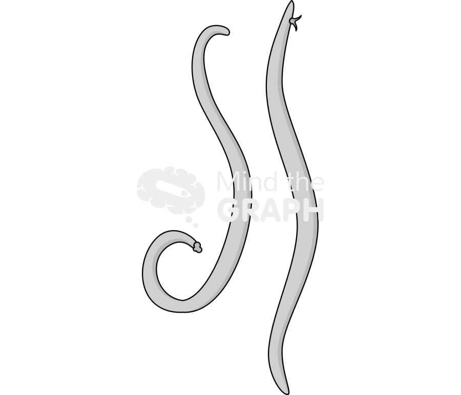 Ascaris adult Icons, Symbols, Pictures, and Images