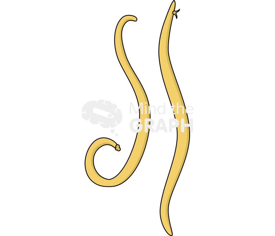 Ascaris adult Icons, Symbols, Pictures, and Images