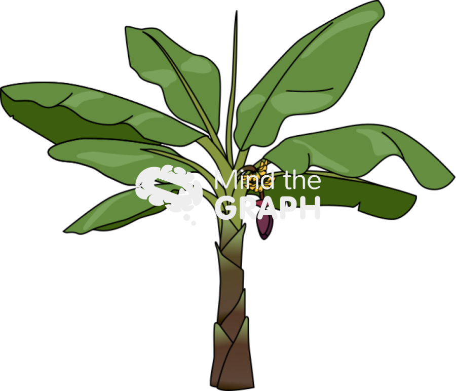 Banana tree plant banana Icons, Symbols, Pictures, and Images