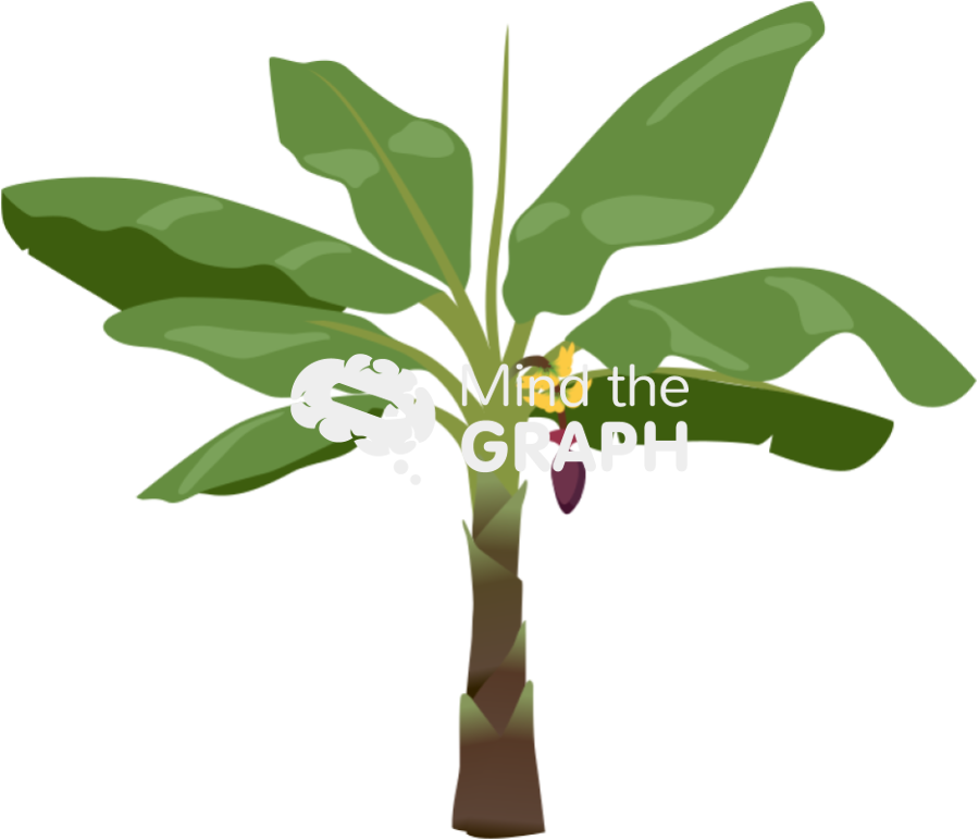 Banana tree plant banana Icons, Symbols, Pictures, and Images