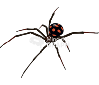 Black widow spider - Edit and Customize Icons of Black widow spider Black widow spider Icons, Symbols, Pictures, and Images