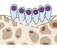 Bone remodeling cycle osteoblasts - Edit and Customize Icons of Bone remodeling cycle osteoblasts Bone remodeling cycle osteoblasts Icons, Symbols, Pictures, and Images