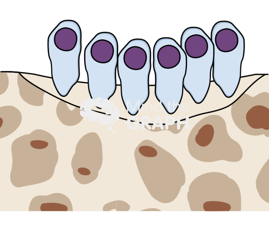 Bone remodeling cycle osteoblasts Icons, Symbols, Pictures, and Images