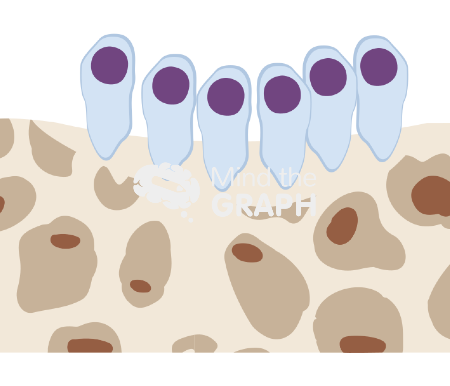 Bone remodeling cycle osteoblasts Icons, Symbols, Pictures, and Images