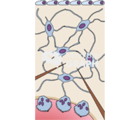 Bone tissue microcrack - Edit and Customize Icons of Bone tissue microcrack Bone tissue microcrack Icons, Symbols, Pictures, and Images