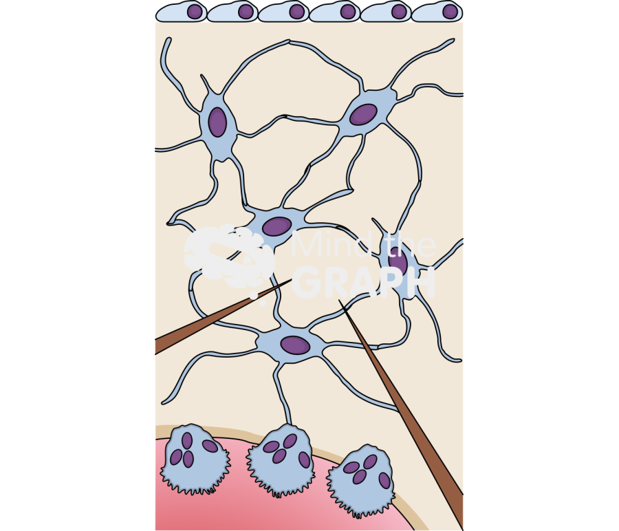Bone tissue microcrack Icons, Symbols, Pictures, and Images