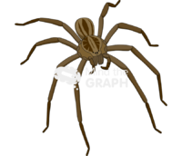 Brazilian wandering spider - Edit and Customize Icons of Brazilian wandering spider Brazilian wandering spider Icons, Symbols, Pictures, and Images