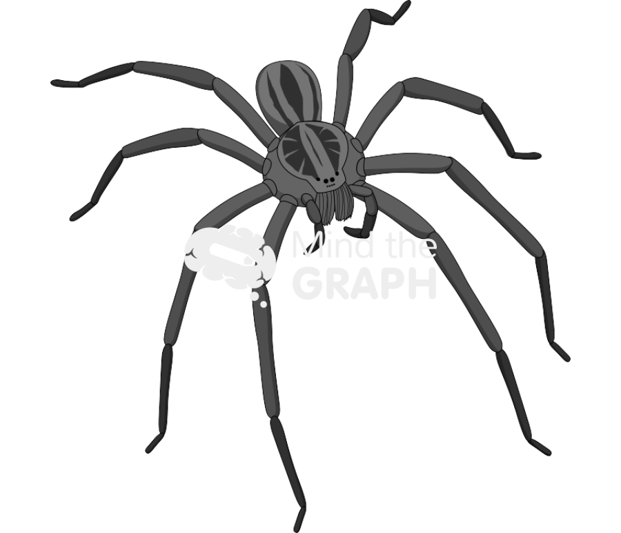 Brazilian wandering spider Icons, Symbols, Pictures, and Images