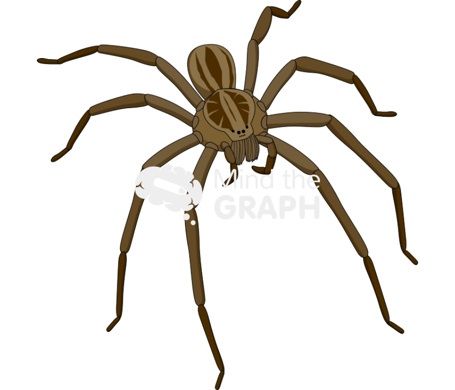 Brazilian wandering spider Icons, Symbols, Pictures, and Images