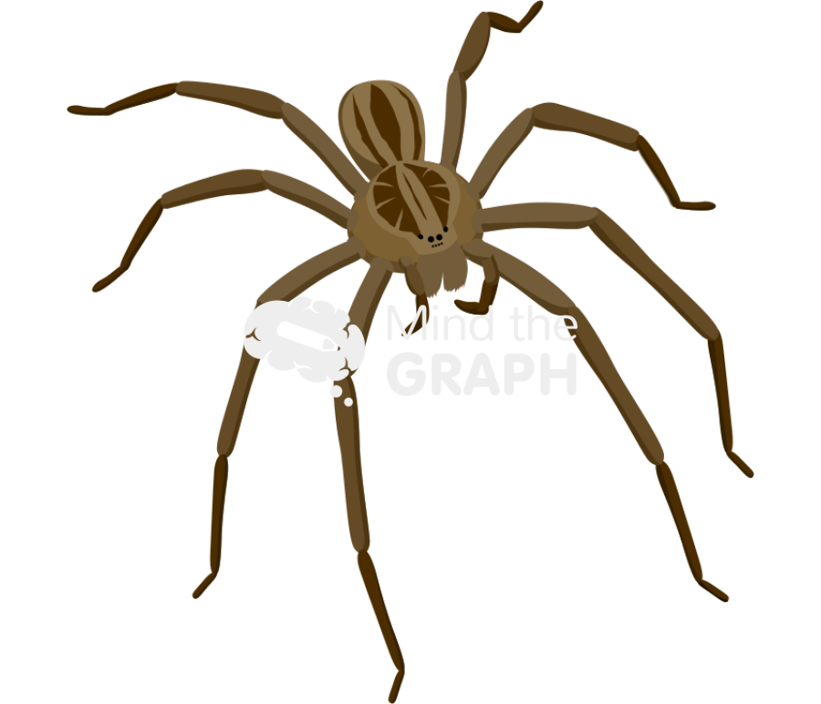 Brazilian wandering spider Icons, Symbols, Pictures, and Images