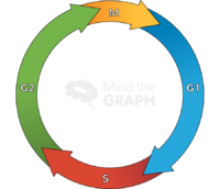 Cell cycle stages 2 - Edit and Customize Icons of Cell cycle stages 2 Cell cycle stages 2 Icons, Symbols, Pictures, and Images