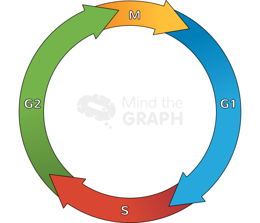 Cell cycle stages 2 Icons, Symbols, Pictures, and Images