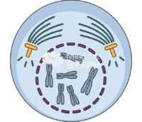 Cell prophase Icons, Symbols, Pictures, and Images
