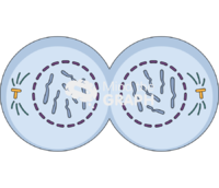 Cell telophase - Edit and Customize Icons of Cell telophase Cell telophase Icons, Symbols, Pictures, and Images