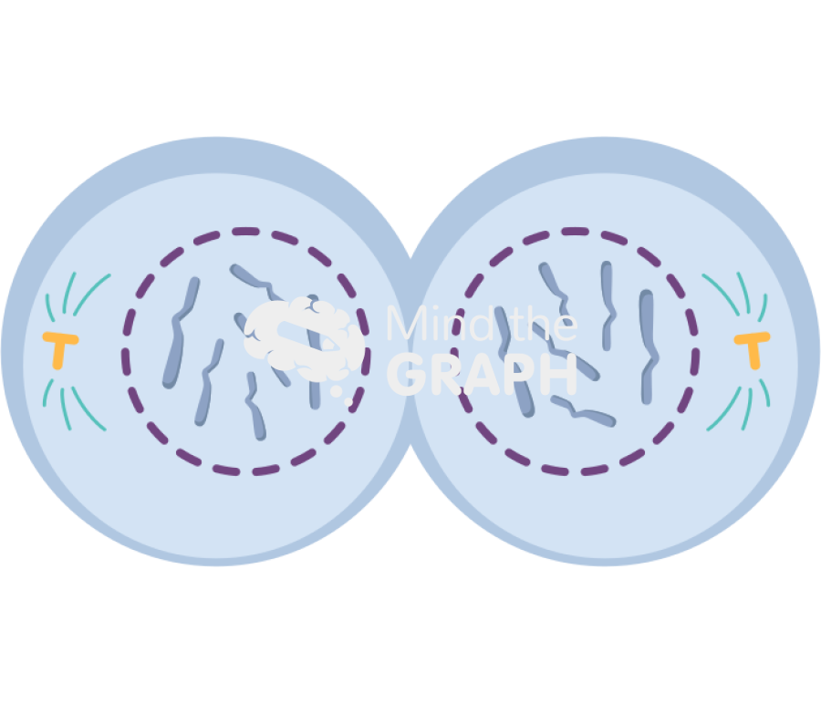 Cell telophase Icons, Symbols, Pictures, and Images