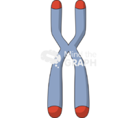 Chromosome telomere - Edit and Customize Icons of Chromosome telomere Chromosome telomere Icons, Symbols, Pictures, and Images