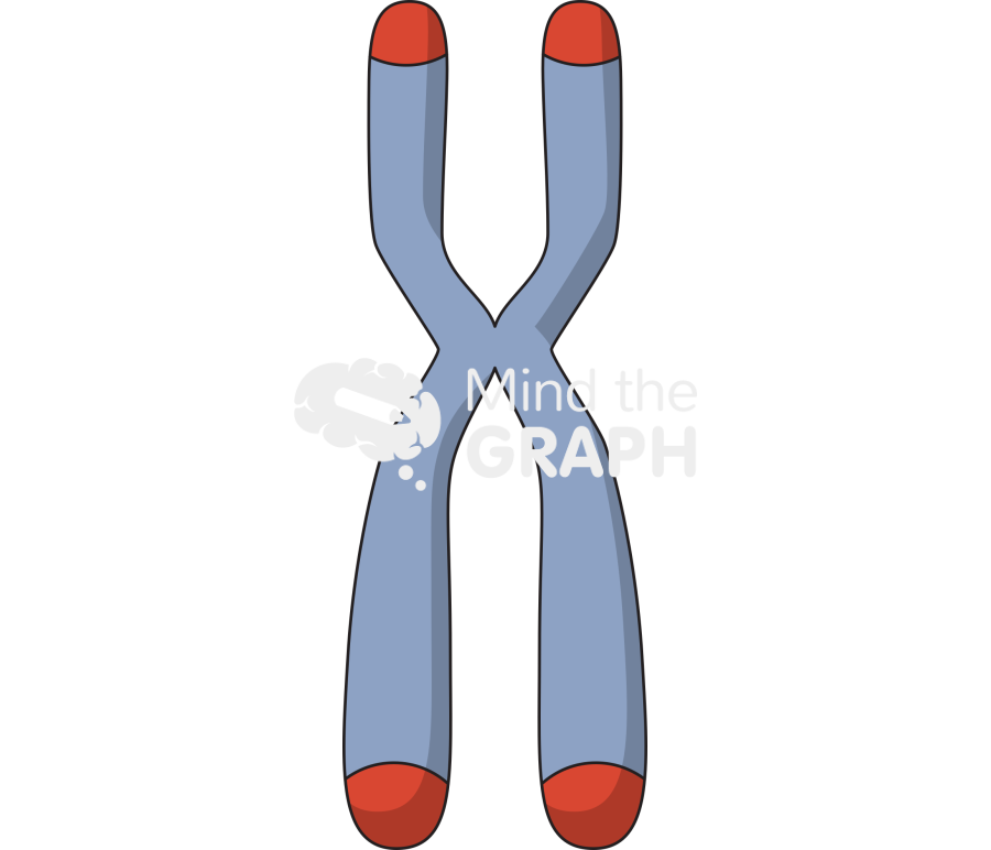 Chromosome telomere Icons, Symbols, Pictures, and Images