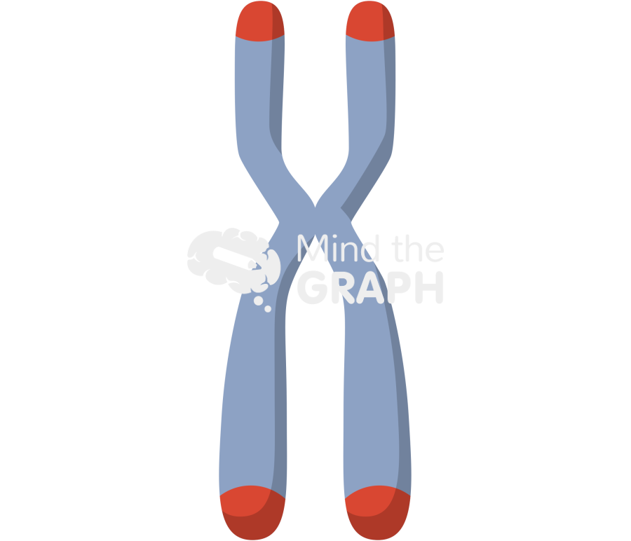Chromosome telomere Icons, Symbols, Pictures, and Images