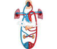 Circulatory system - Edit and Customize Icons of Circulatory system Circulatory system Icons, Symbols, Pictures, and Images