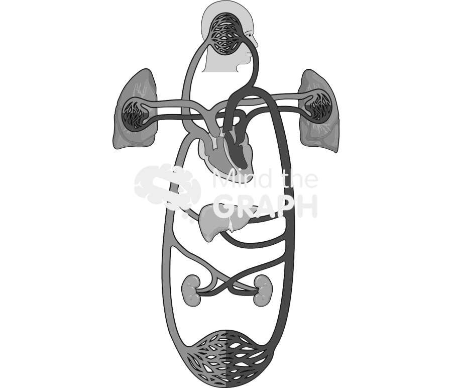 Circulatory system Icons, Symbols, Pictures, and Images