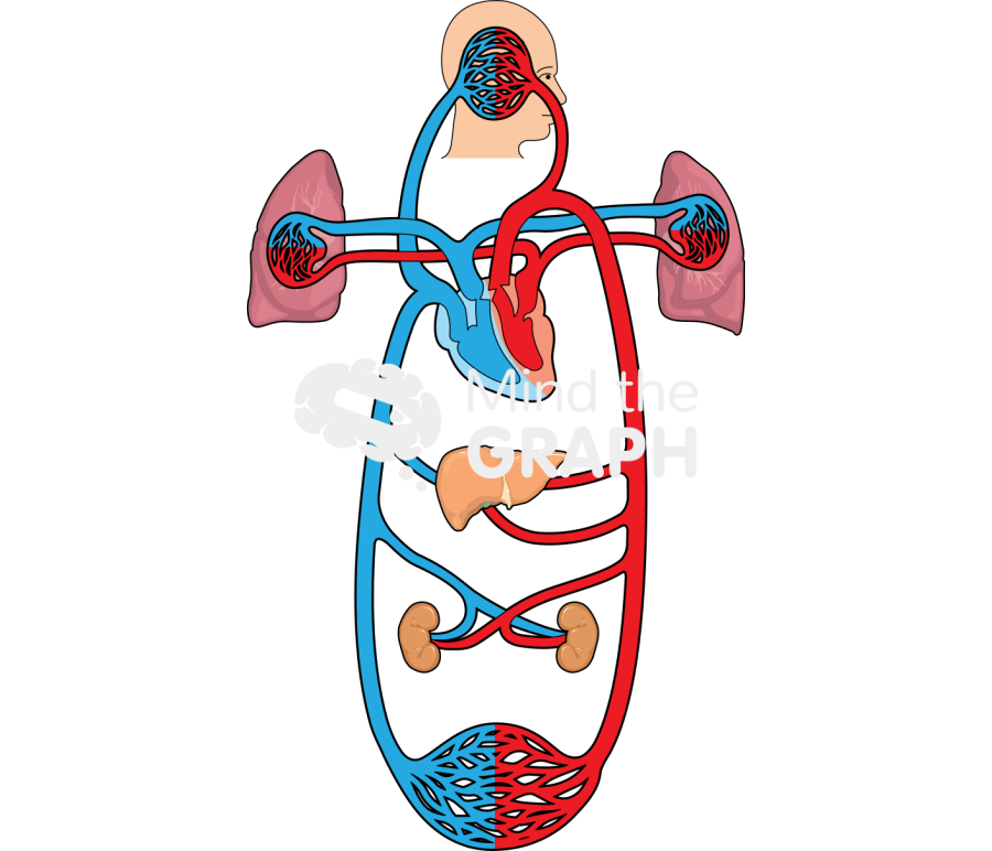Circulatory system Icons, Symbols, Pictures, and Images