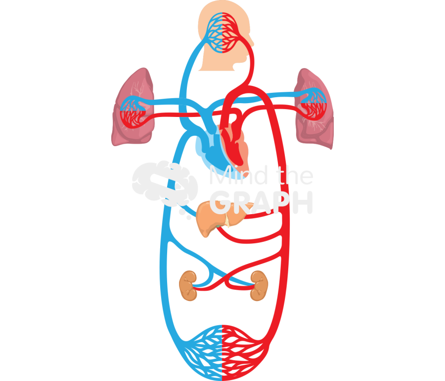 Circulatory system Icons, Symbols, Pictures, and Images