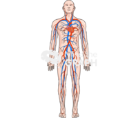 Circulatory system body man - Edit and Customize Icons of Circulatory system body man Circulatory system body man Icons, Symbols, Pictures, and Images