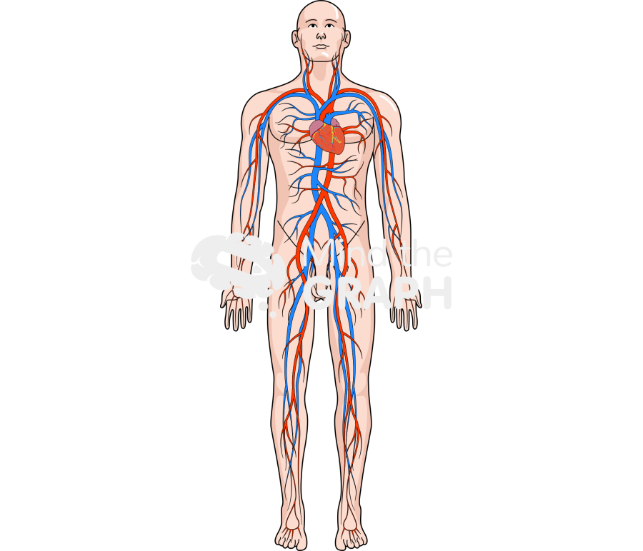 Circulatory system body man Icons, Symbols, Pictures, and Images