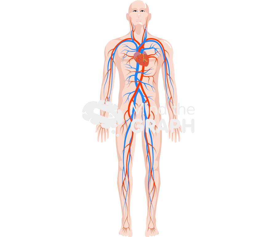Circulatory system body man Icons, Symbols, Pictures, and Images