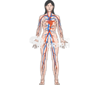 Circulatory system body woman - Edit and Customize Icons of Circulatory system body woman Circulatory system body woman Icons, Symbols, Pictures, and Images