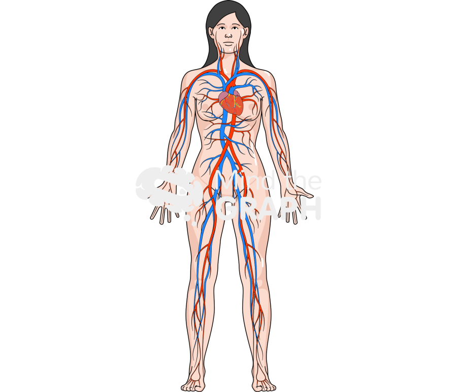 Circulatory system body woman Icons, Symbols, Pictures, and Images