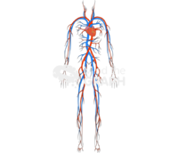 Circulatory system man - Edit and Customize Icons of Circulatory system man Circulatory system man Icons, Symbols, Pictures, and Images