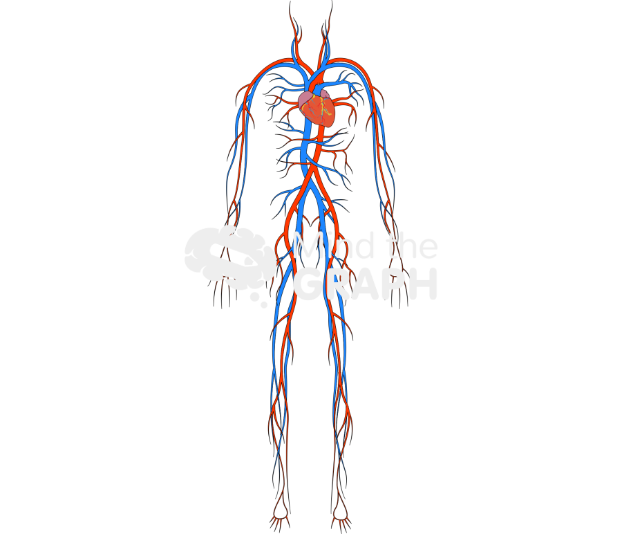Circulatory system man Icons, Symbols, Pictures, and Images