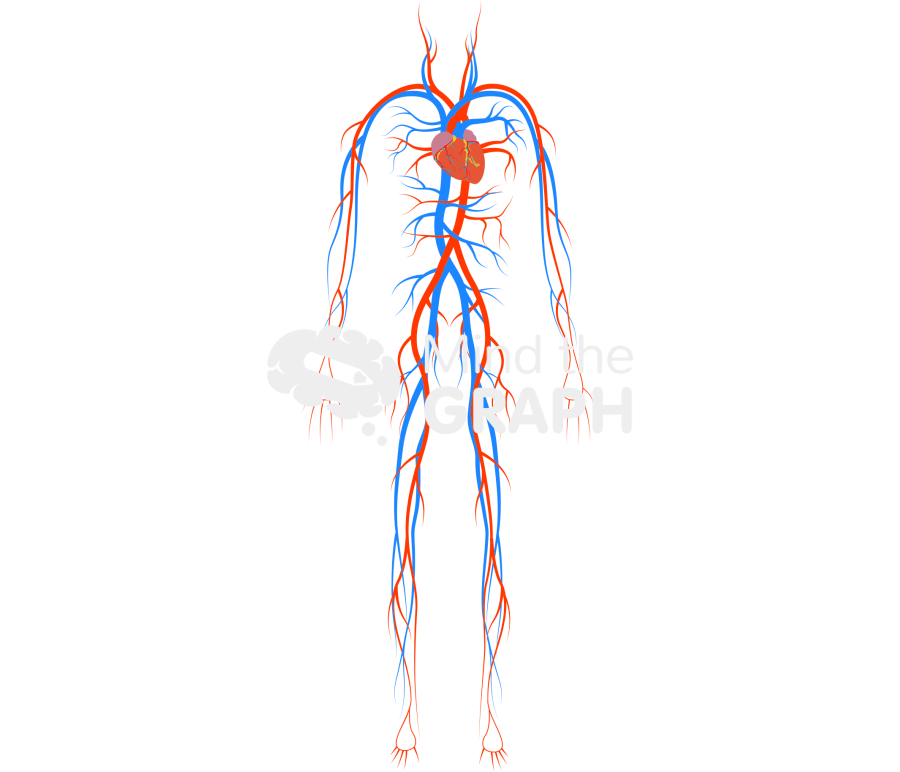 Circulatory system man Icons, Symbols, Pictures, and Images