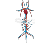 Circulatory system rat - Edit and Customize Icons of Circulatory system rat Circulatory system rat Icons, Symbols, Pictures, and Images