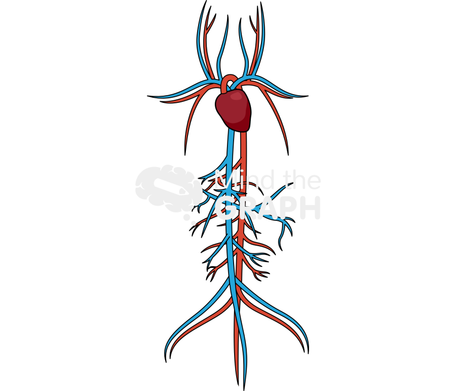 Circulatory system rat Icons, Symbols, Pictures, and Images